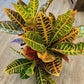 Croton Petra