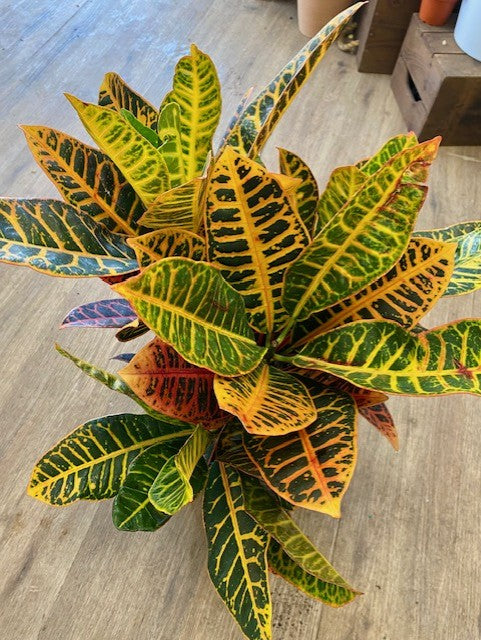 Croton Petra