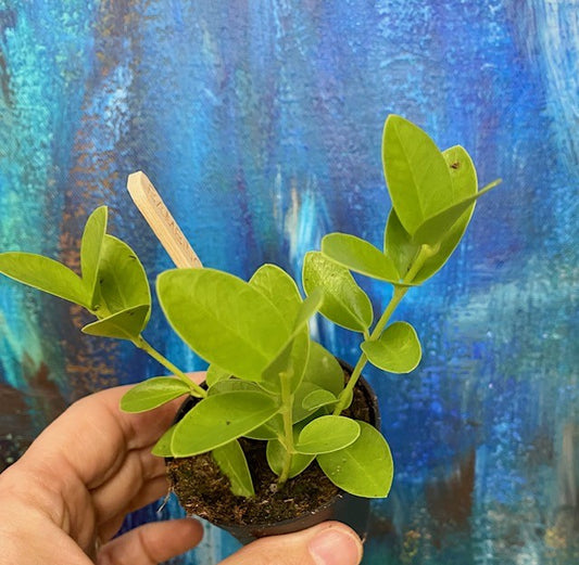 Hoya Cumingiana