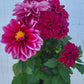 Dahlia  mixed colors (assorted varieties)