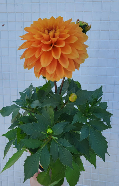 Dahlia  mixed colors (assorted varieties)