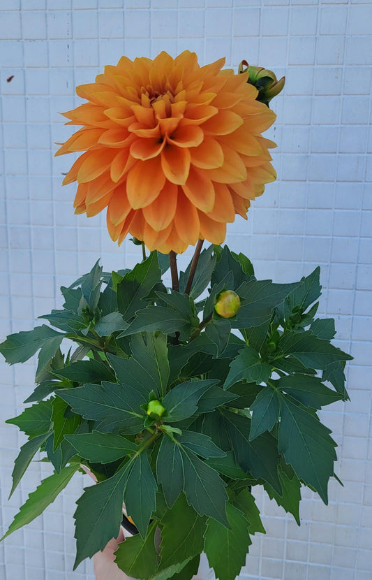 Dahlia  mixed colors (assorted varieties)