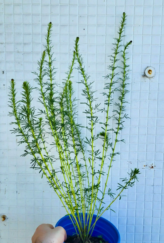 Dalea Purpurea