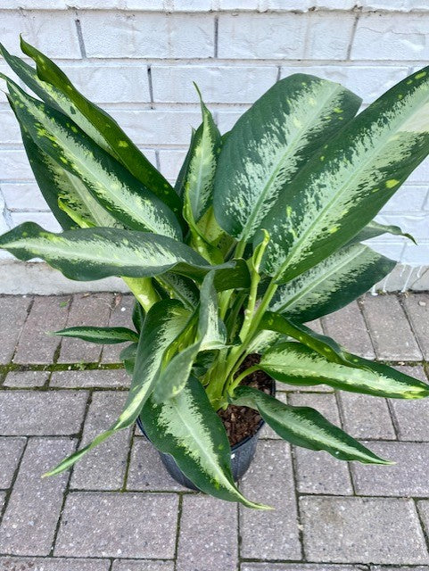 Dieffenbachia Panther 8"