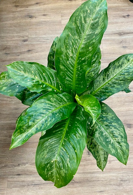 Dieffenbachia Snow