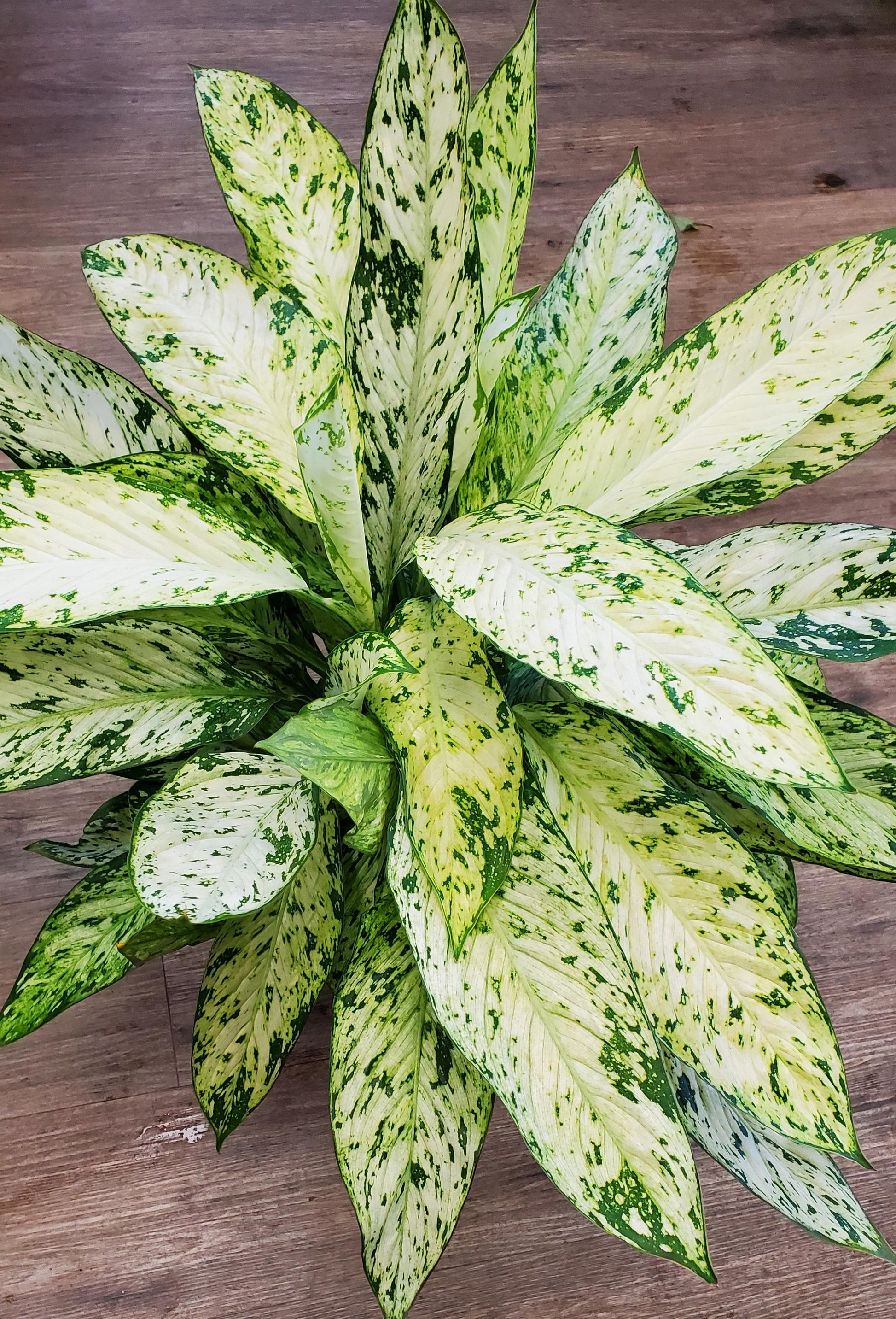 dieffenbachia in the wild Dieffenbachia Vesivus 10" – Wild Willy's Plants and Flowers