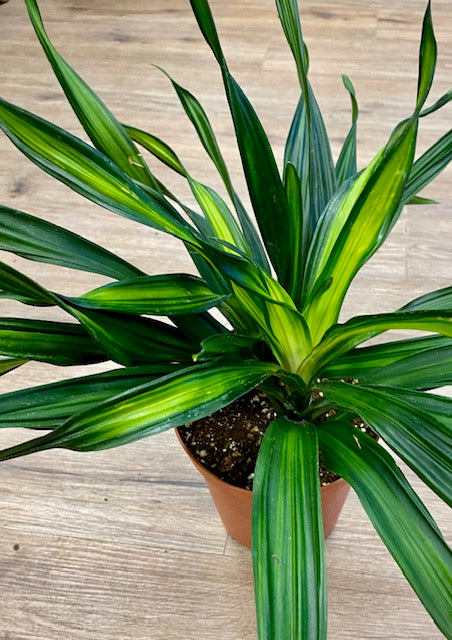 Dracaena Rikki Bush