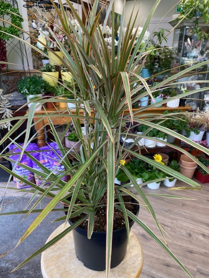 ‘Bi-Color’ Dracaena Marginata