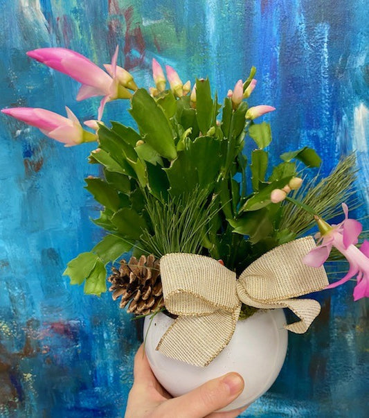 Dressed and Dreamy - Xmas Cactus in Ceramic