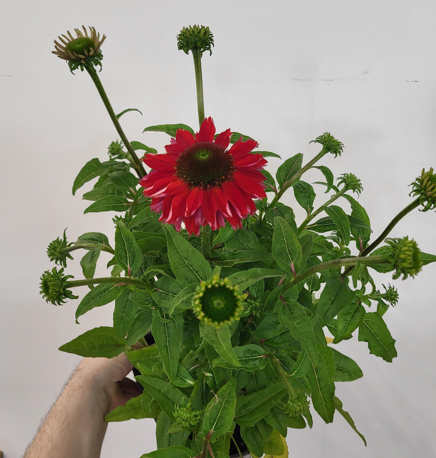 Echinacea 'Sombrero Salsa Red" - Coneflower