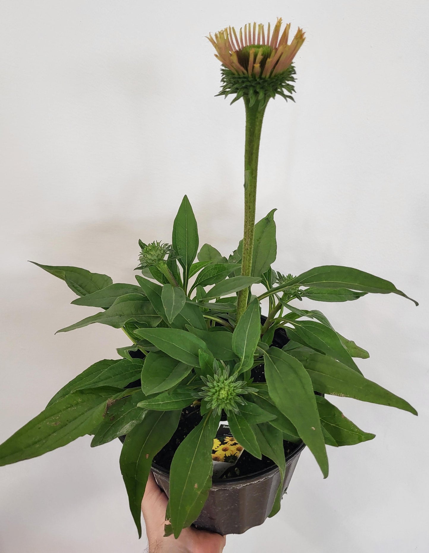 Echinacea 'Sombrero Lemon Yellow" - Coneflower