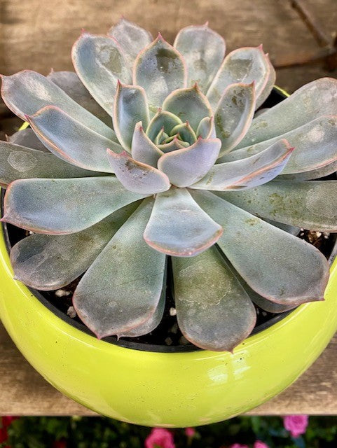 Echeveria 6"