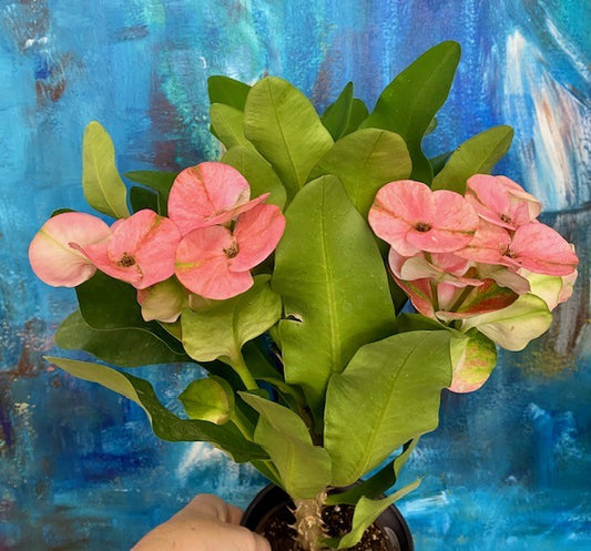 Euphorbia Milii Somona- Crown of Thorns Hybrid