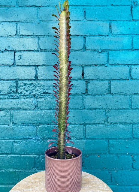 Euphorbia Trigona Rubra- "Milky Cactus"