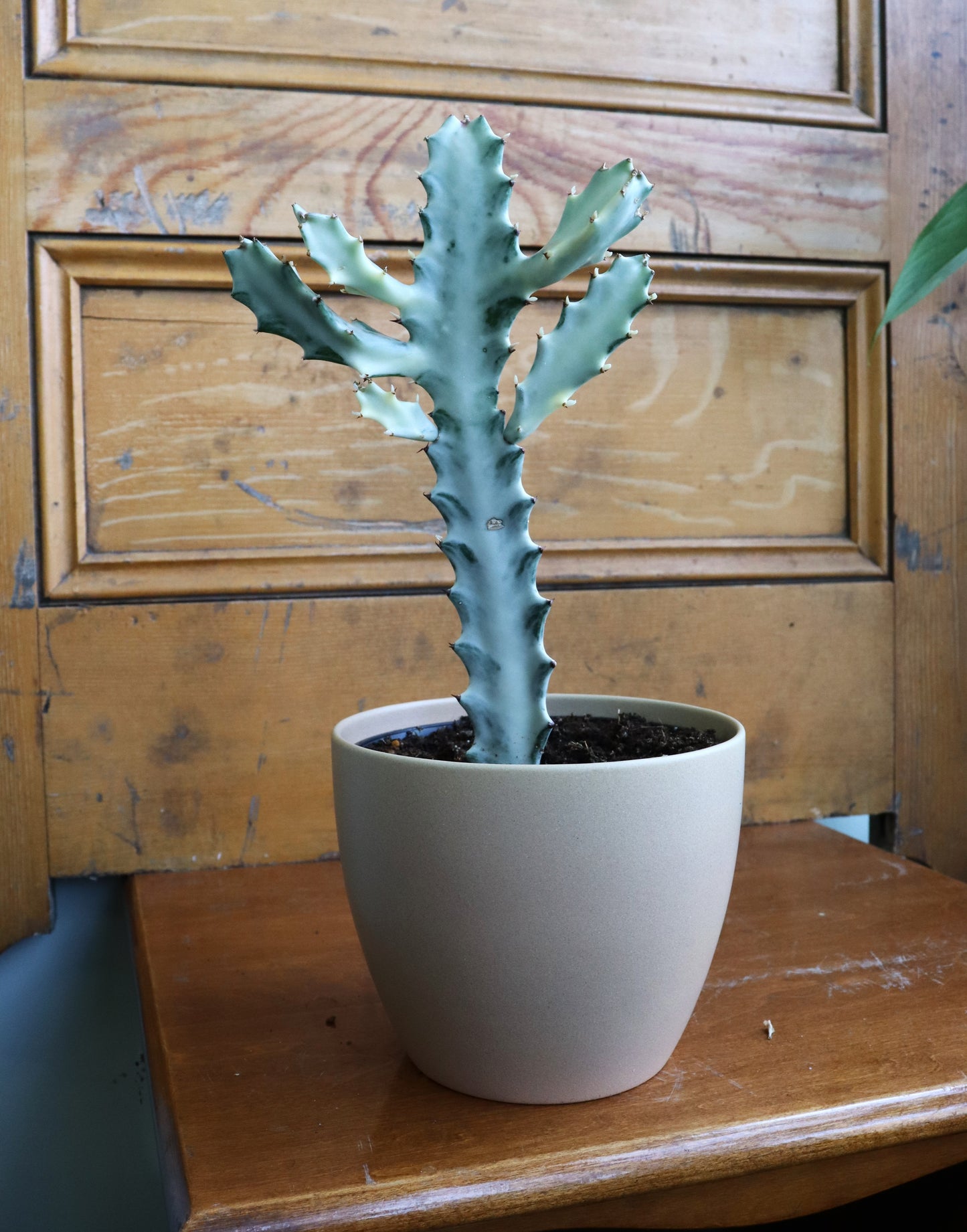 Euphorbia White Ghost 6"