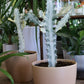 Euphorbia White Ghost 6"