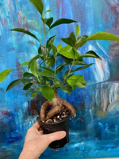 Ficus retusa "Bonsai" - Ginseng Ficus 'Bonsai'