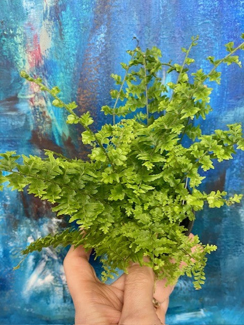 Fantasy Fern