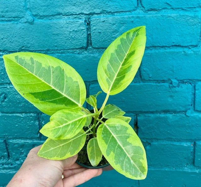 Ficus Altissima 4"