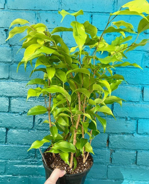 Ficus Benjamina Lime