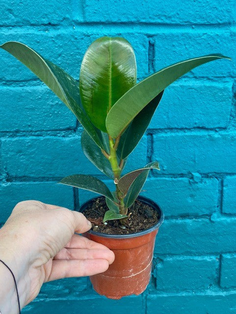 Ficus Sophia 4"