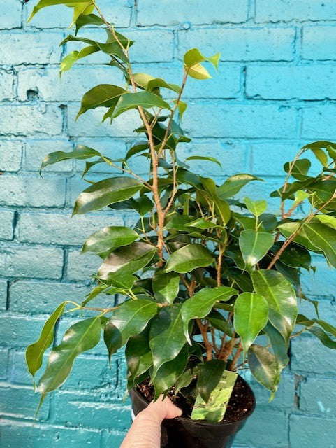 Ficus benjamina Green