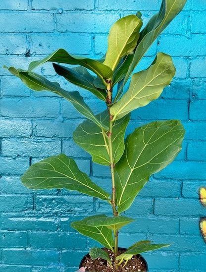 Ficus lyrata - Fiddle-Leaf Fig