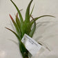 Air Plants