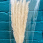 Dried Preserved Foxtails. Pampas Grass.