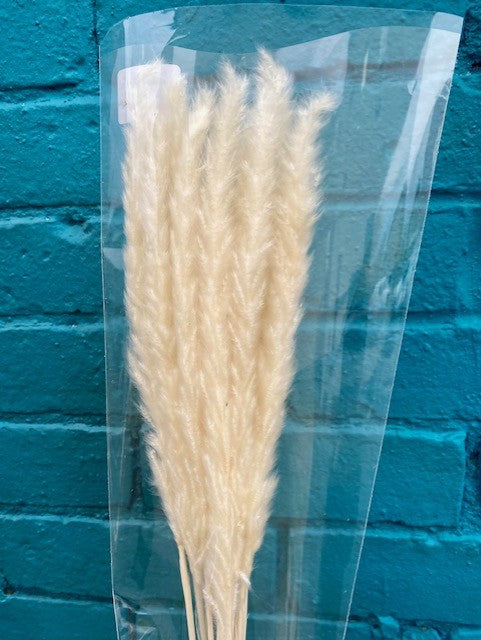 Dried Preserved Foxtails. Pampas Grass.