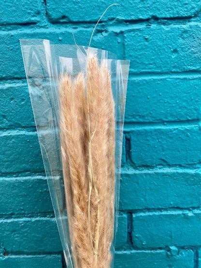 Dried Preserved Foxtails. Pampas Grass.