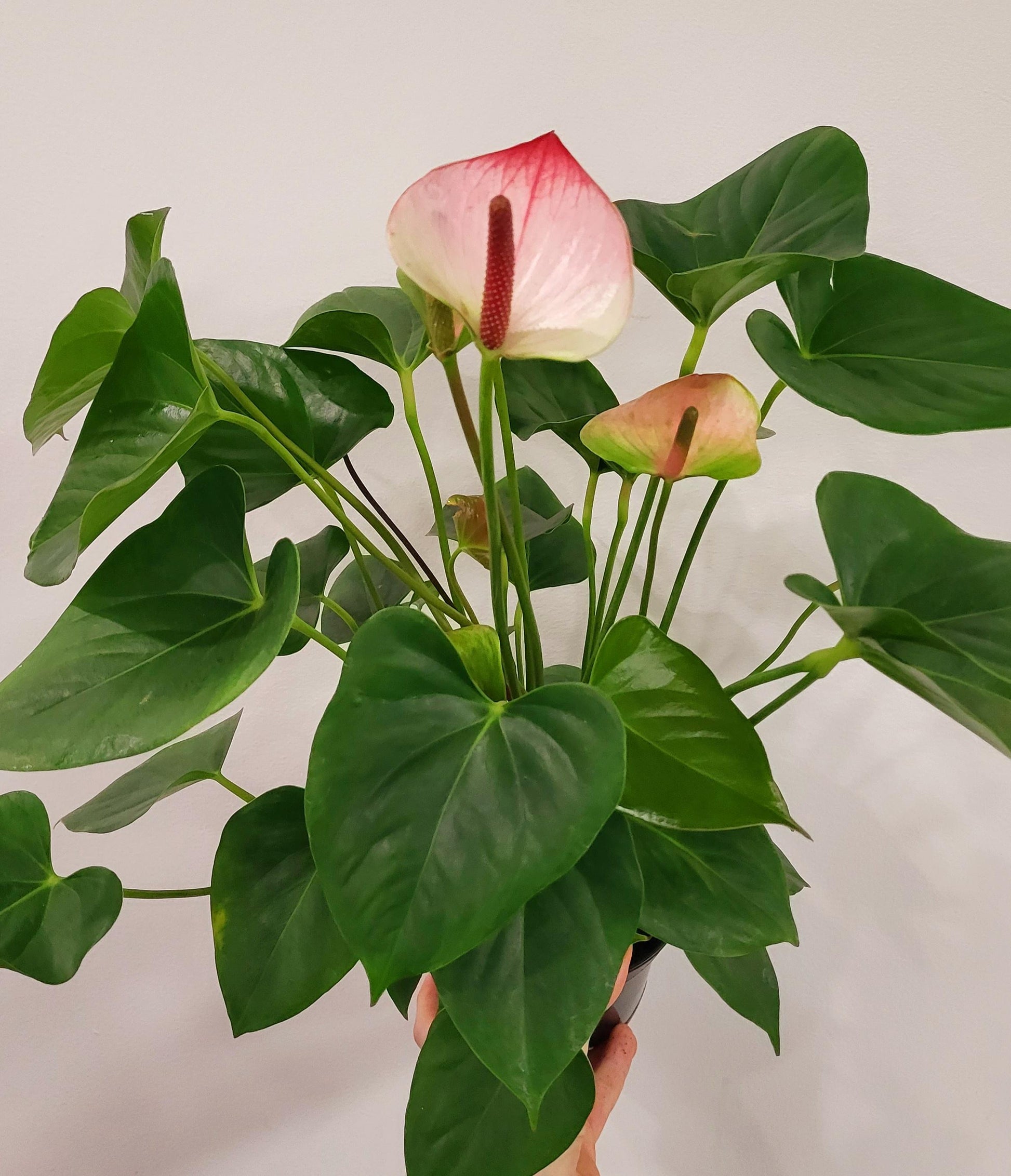 anthurium amalia elegance Anthurium – Wild Willy's Plants and Flowers