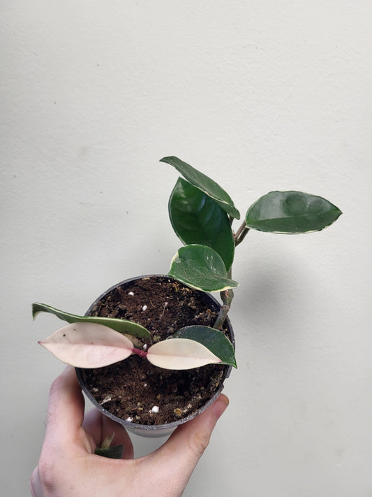 Hoya carnosa 'Krimson Queen'