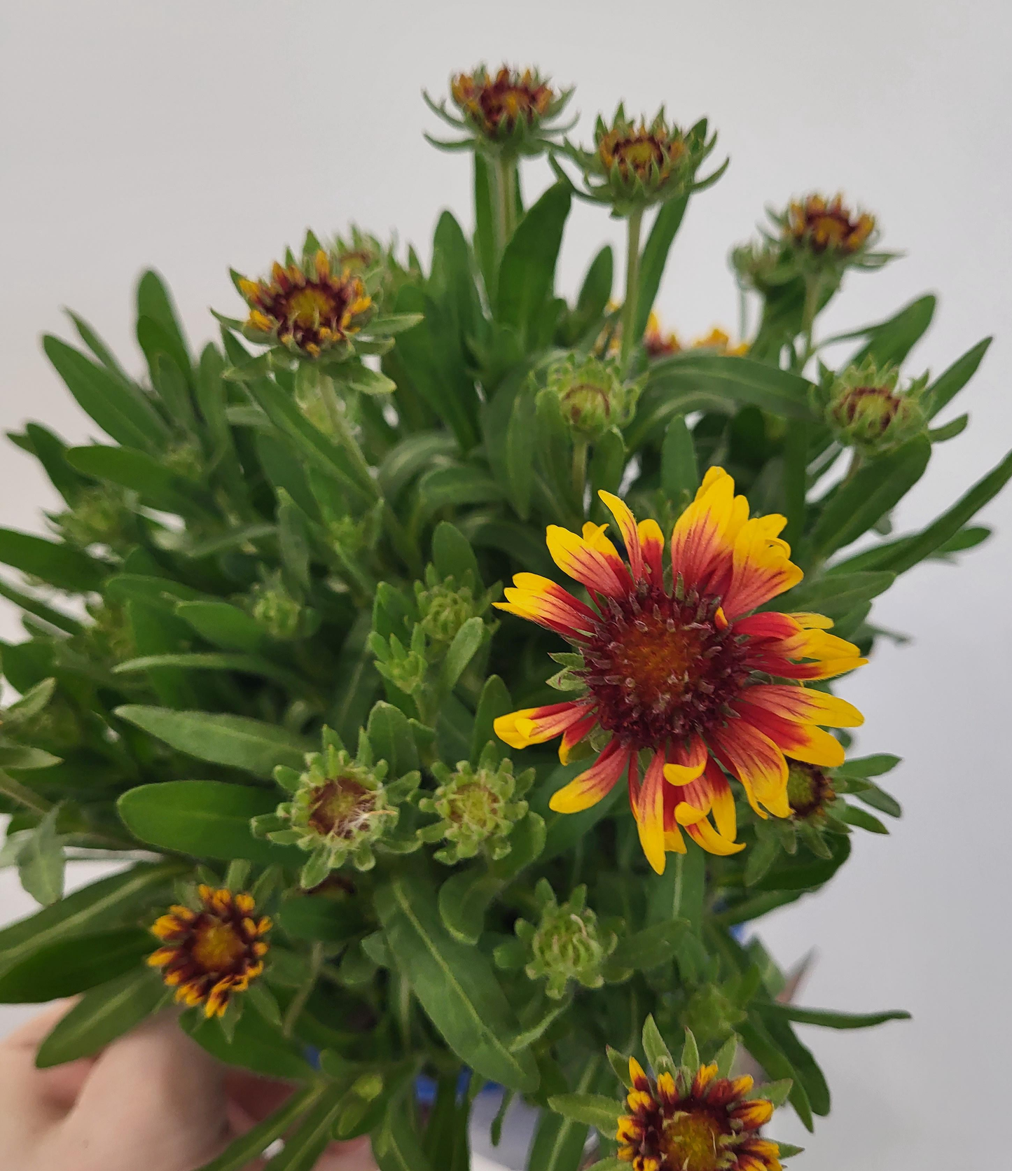 Gaillardia aristata 'Spintop copper Sun' - Blanket Flower