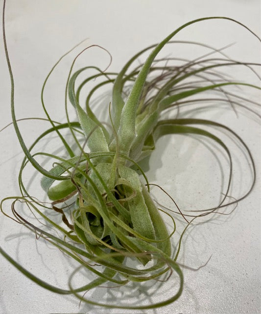 Air Plants