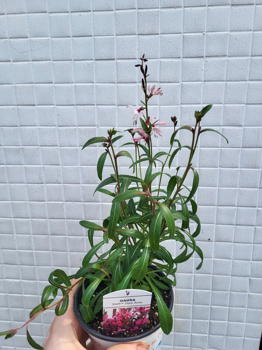 Gaura - Wand Flower