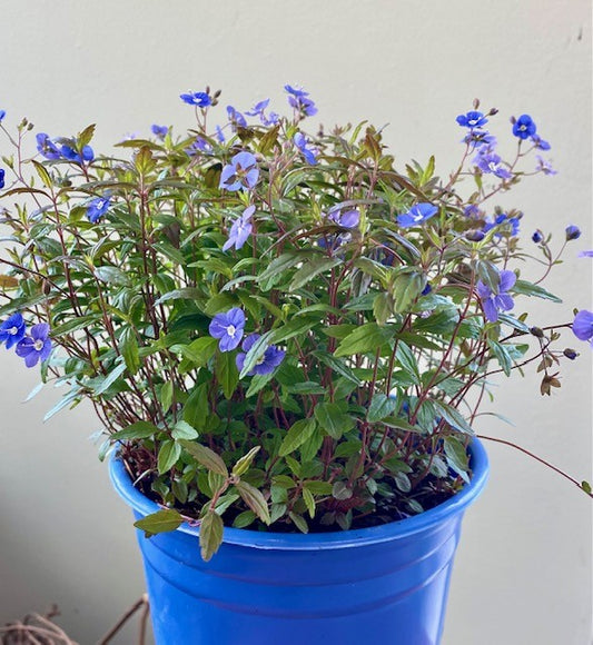 Georgia blue creeping speedwell (Veronica Peduncularis)