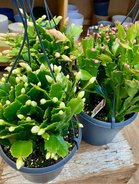 Schlumbergera sp. - Christmas Cactus
