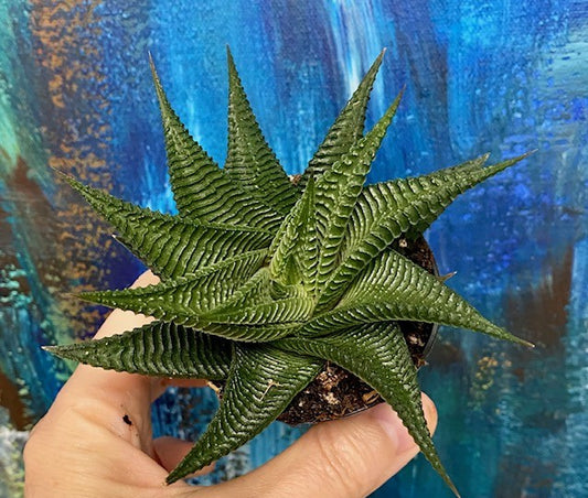 Haworthia Twister 4"