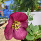 Hellebore