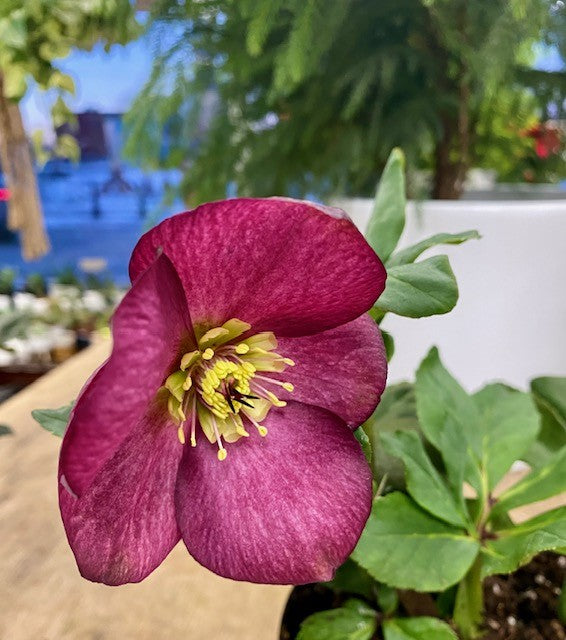 Hellebore