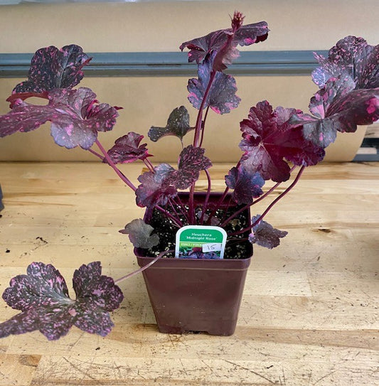 Heuchera "Midnight Rose- Coral Bells