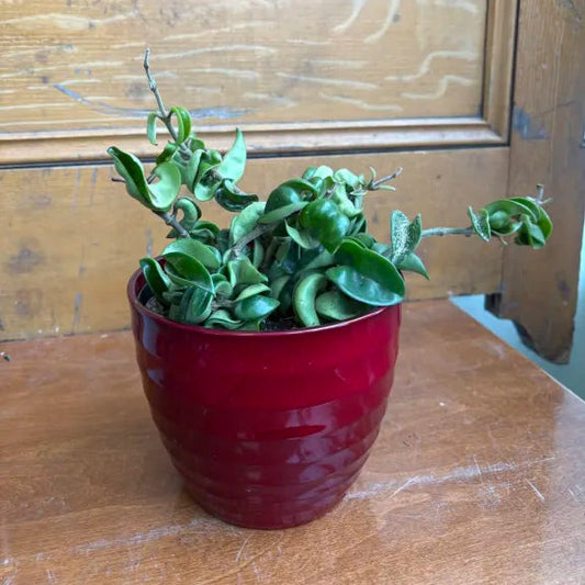 Hoya Carnosa ‘Compacta’ - Hindu Rope