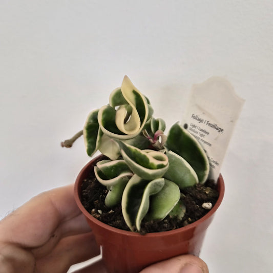 Hoya Carnosa - Variegated Hindu Rope
