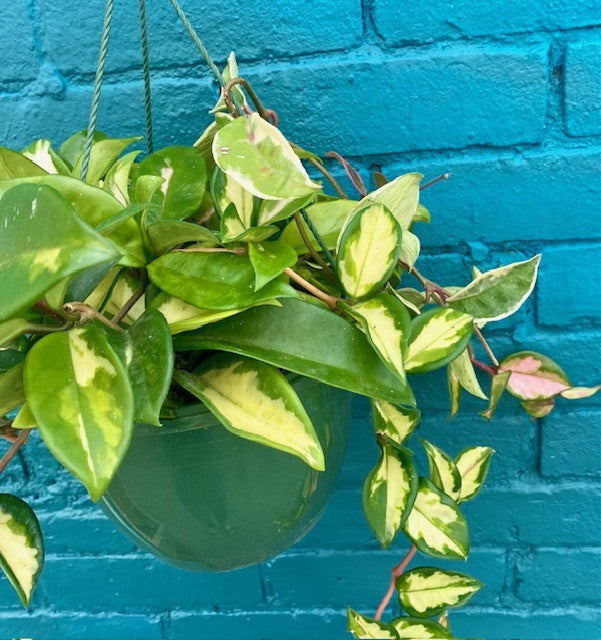Hoya carnosa 'Tricolor' Hanging Basket