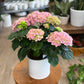 Hydrangea - Assorted Colors