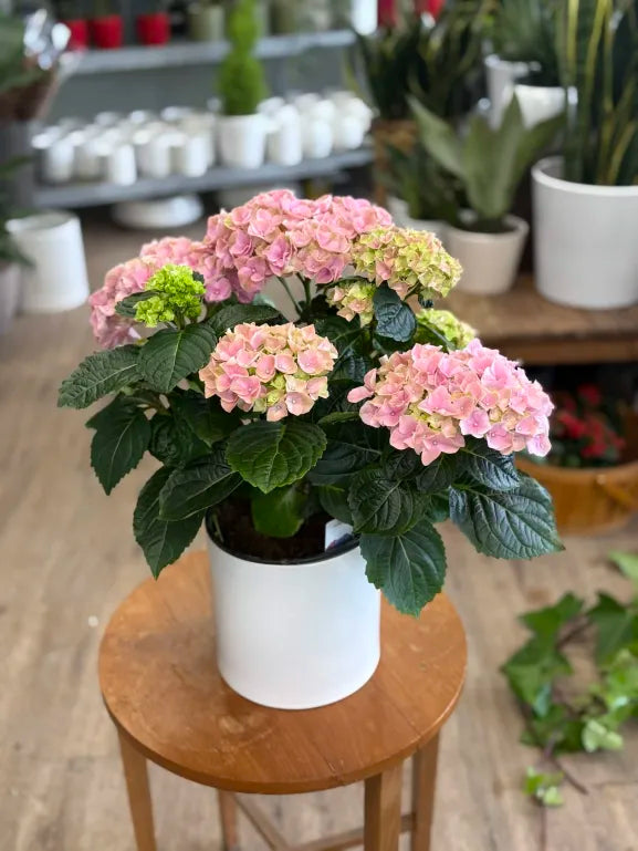 Hydrangea - Assorted Colors