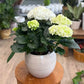 Hydrangea - Assorted Colors
