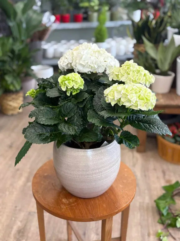 Hydrangea - Assorted Colors