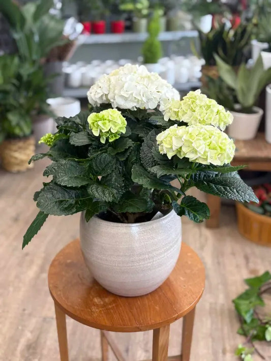 Hydrangea - Assorted Colors